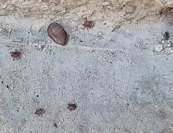 Reportan proliferación de garrapatas