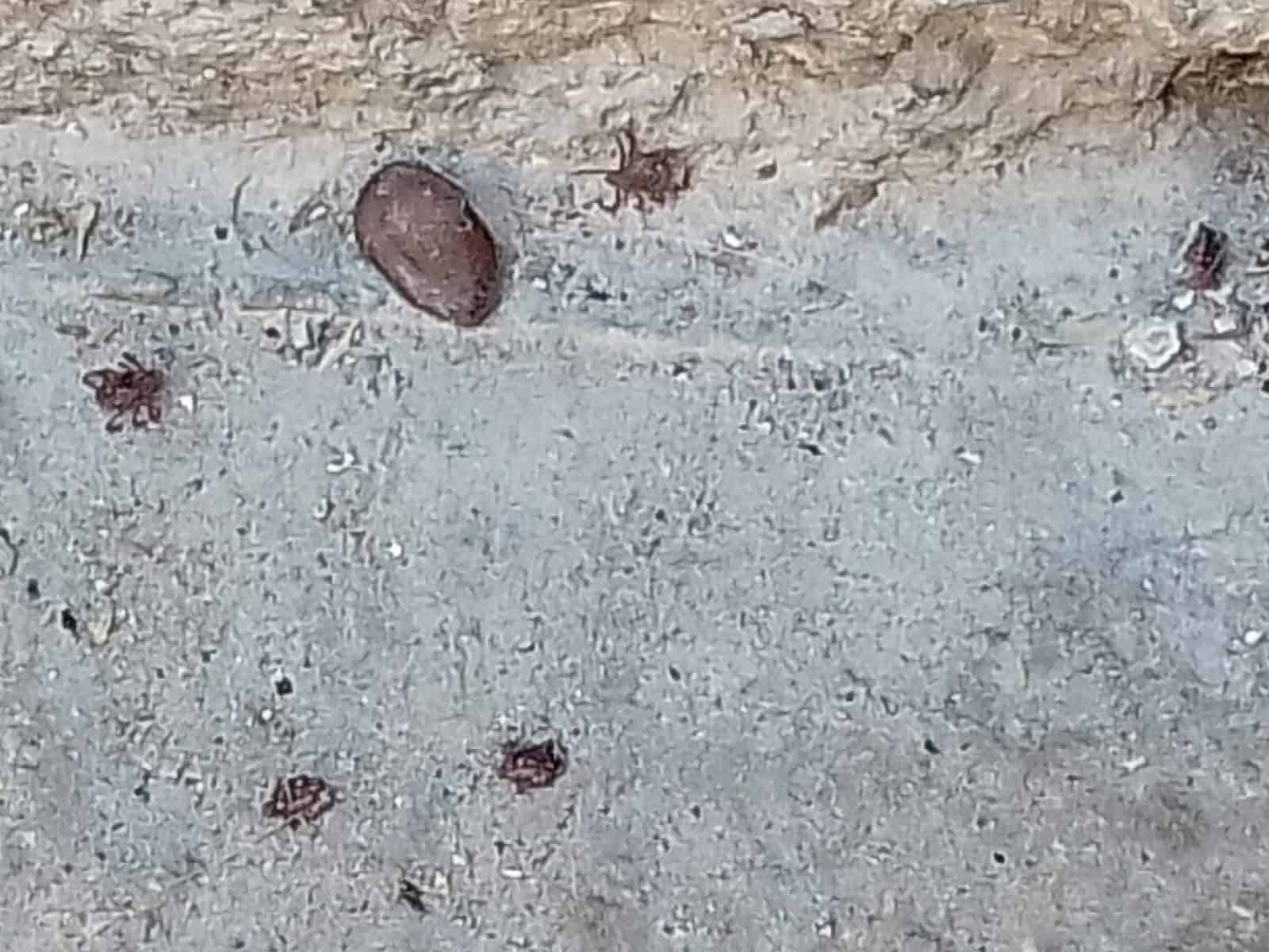 Recientemente se fumigó una vivienda en la colonia Borja donde había gran cantidad de garrapatas.