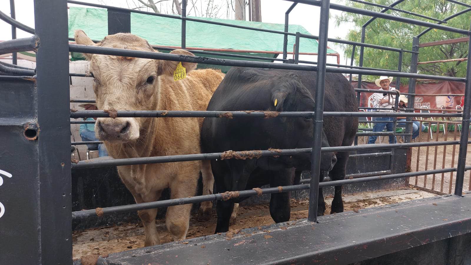 PRODUCTORES GANADEROS INICIARON EXPORTACIÓN POR EL PUERTO DE OJINAGA