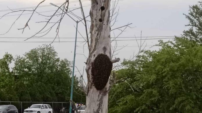 Piden proteger enjambres de abejas en Nava Piden proteger enjambres de abejas en Nava