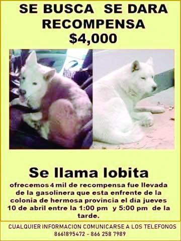 Buscan a "lobita" hasta con dron