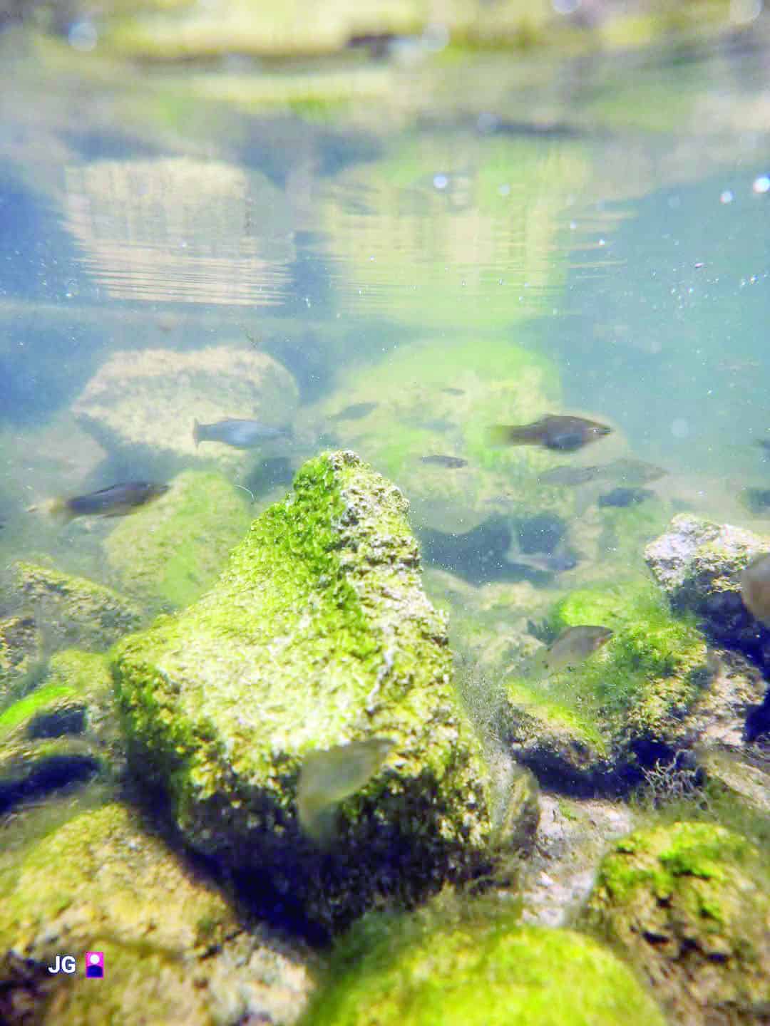 Se detectaron peces como guppys, mollies y platys.