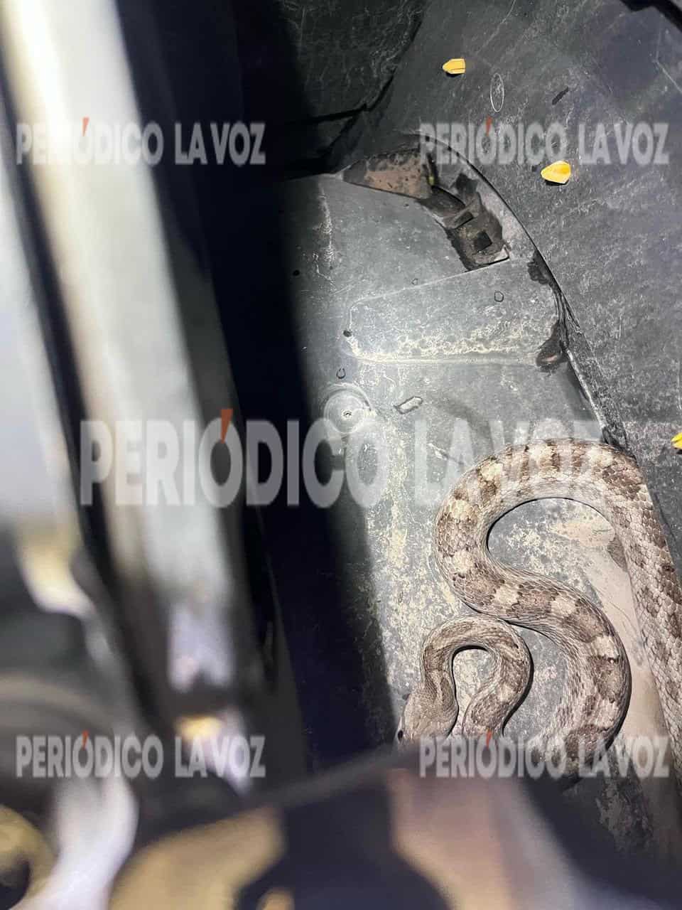 El peligroso reptil se encontraba en el ares del motor de la camioneta.