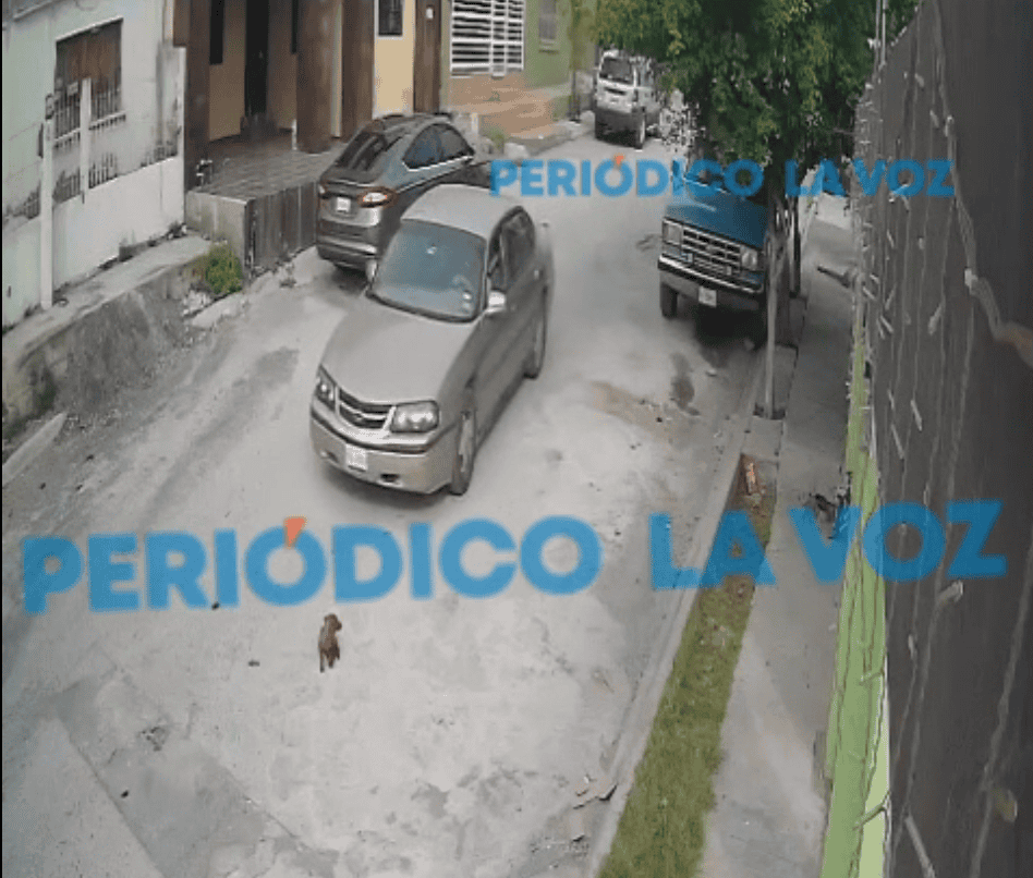 Indignación en Frontera: conductor arrolla intencionalmente a indefenso cachorro