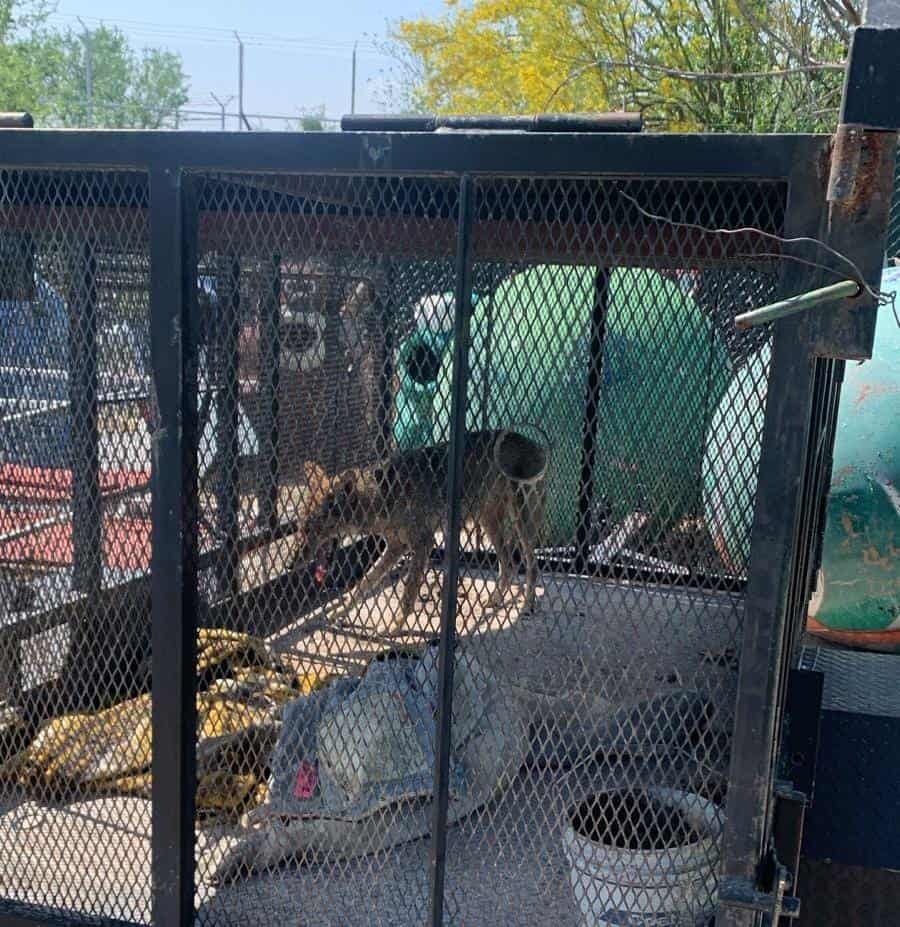 Protección Civil exhorta a reportar avistamientos de osos y animales silvestre.