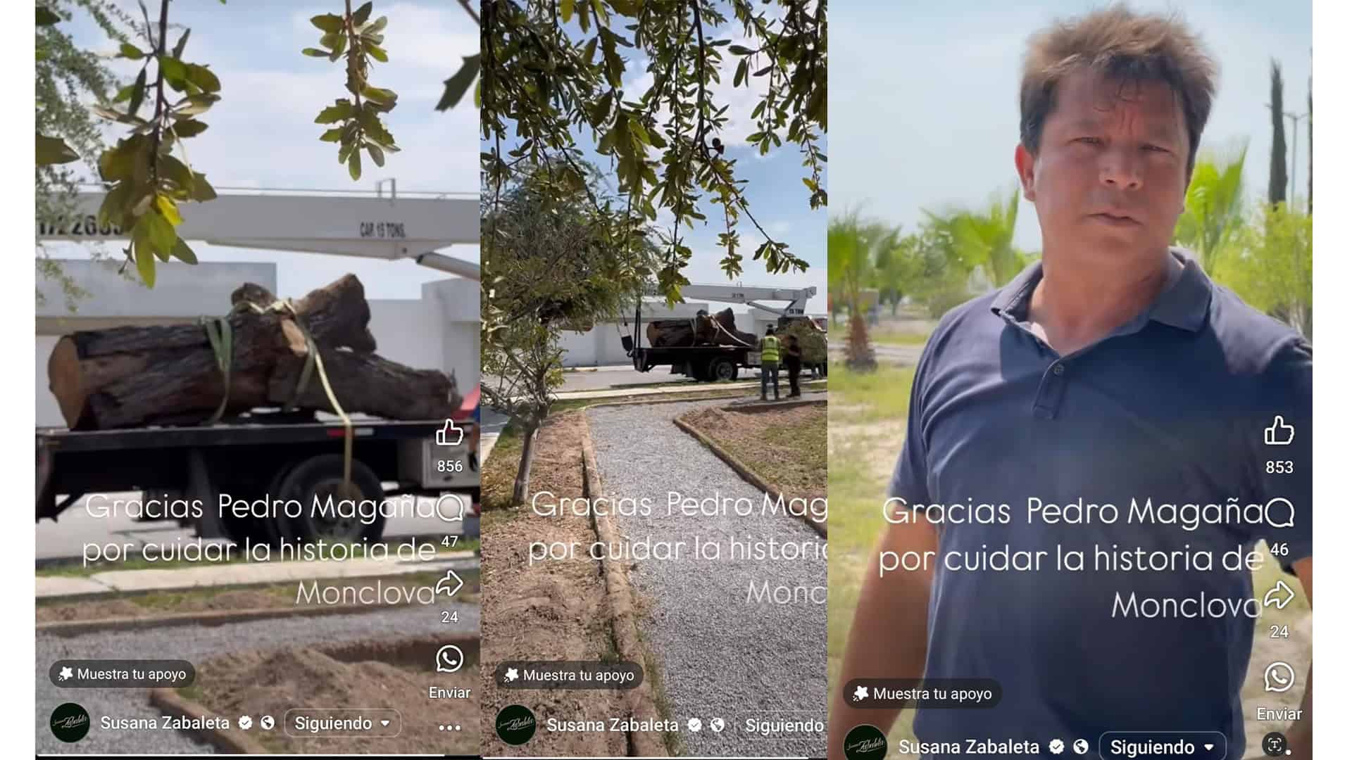 Susana Zabaleta resguarda último nogal del río Monclova y anuncia homenaje.