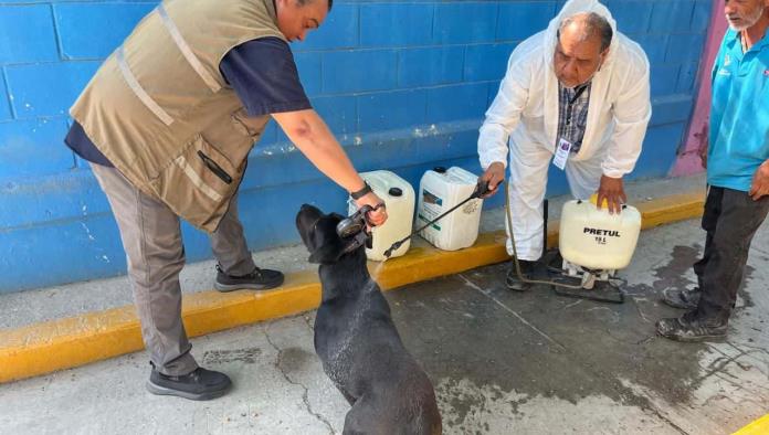 Refuerzan brigadas contra la Rickettsia en Acuña