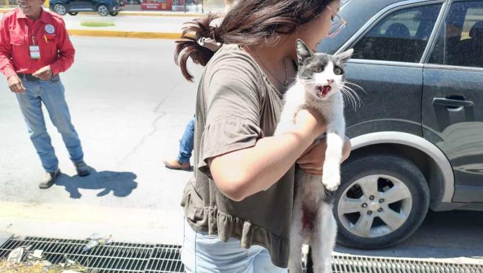 Rescata PC a un gatito asustado