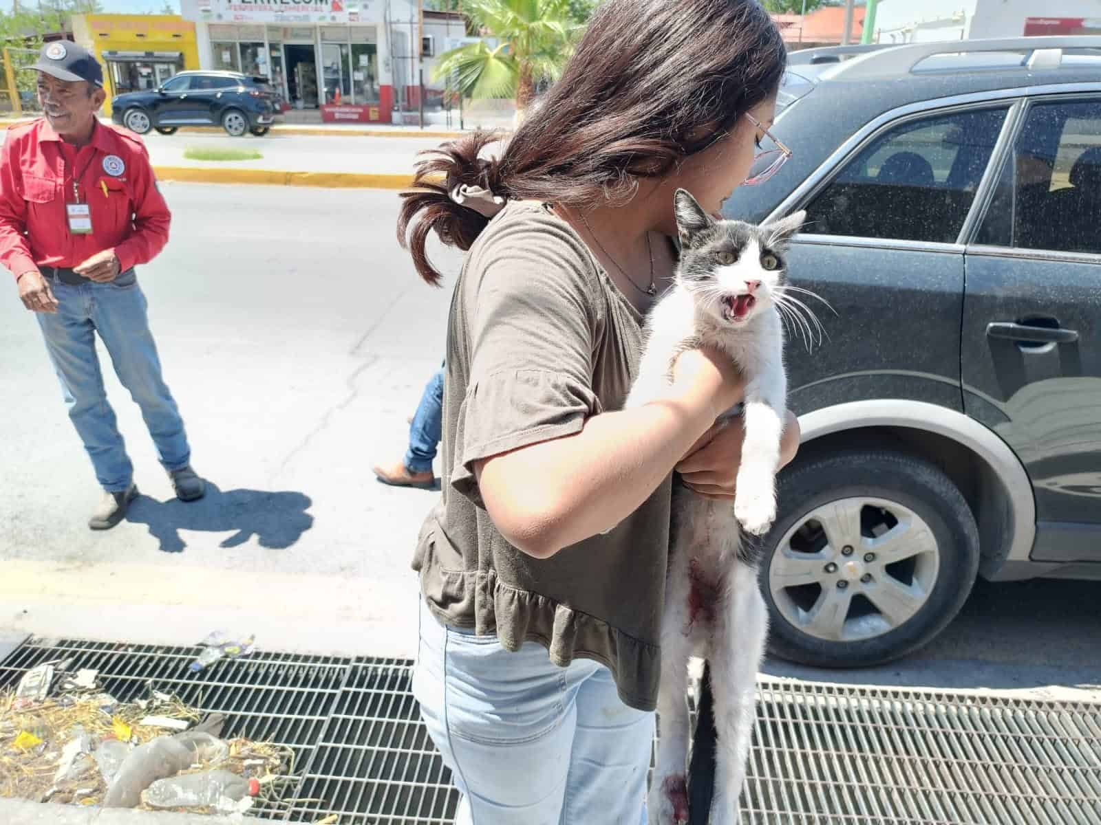 El “michi” logró ser rescatado antes de que pasara un accidente.