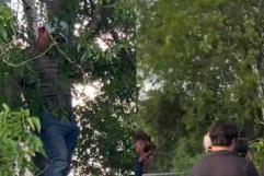 Migrante se oculta en árbol para evitar ser deportado
