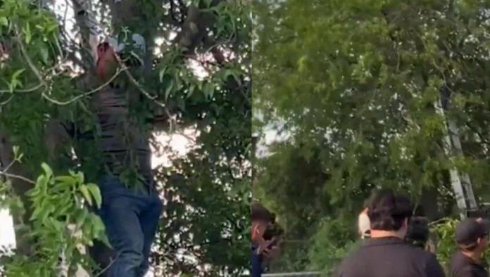 Migrante se oculta en árbol para evitar ser deportado