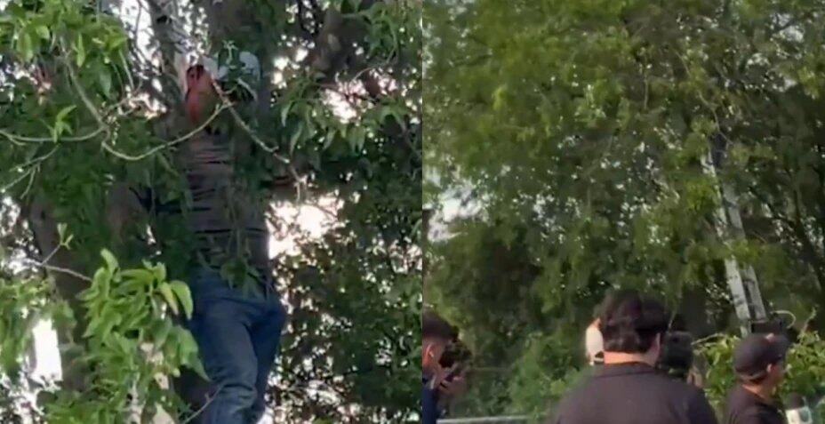 Migrante se oculta en árbol para evitar ser deportado