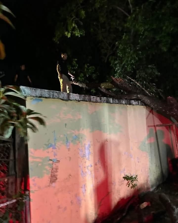 Atienden daños por tormenta en Nava: árboles caídos, inundaciones y cortes de servicios