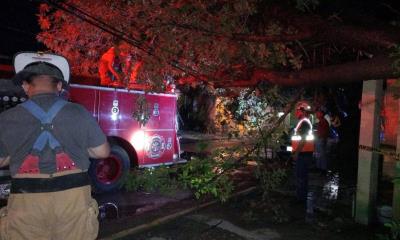 Atienden daños por tormenta en Nava: árboles caídos, inundaciones y cortes de servicios