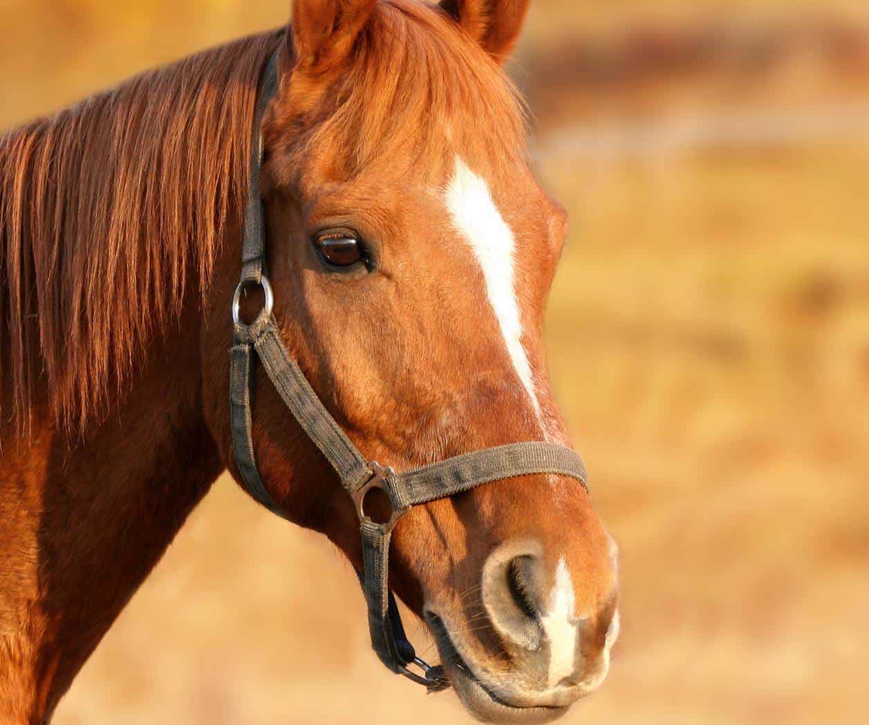 Oaxaca registra caso de gusano barrenador en un equino