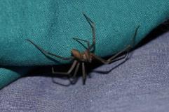 Alerta en la región norte de Coahuila por mordeduras de araña violinista