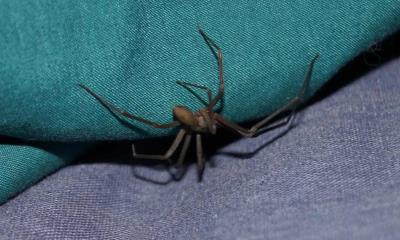 Alerta en la región norte de Coahuila por mordeduras de araña violinista