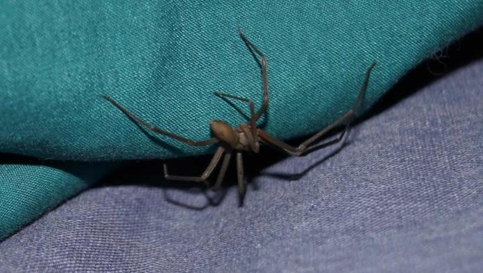 Alerta en la región norte de Coahuila por mordeduras de araña violinista