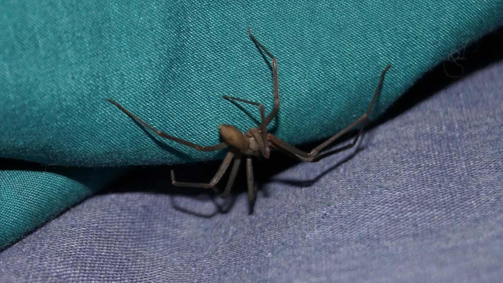 Alerta en la región norte de Coahuila por mordeduras de araña violinista