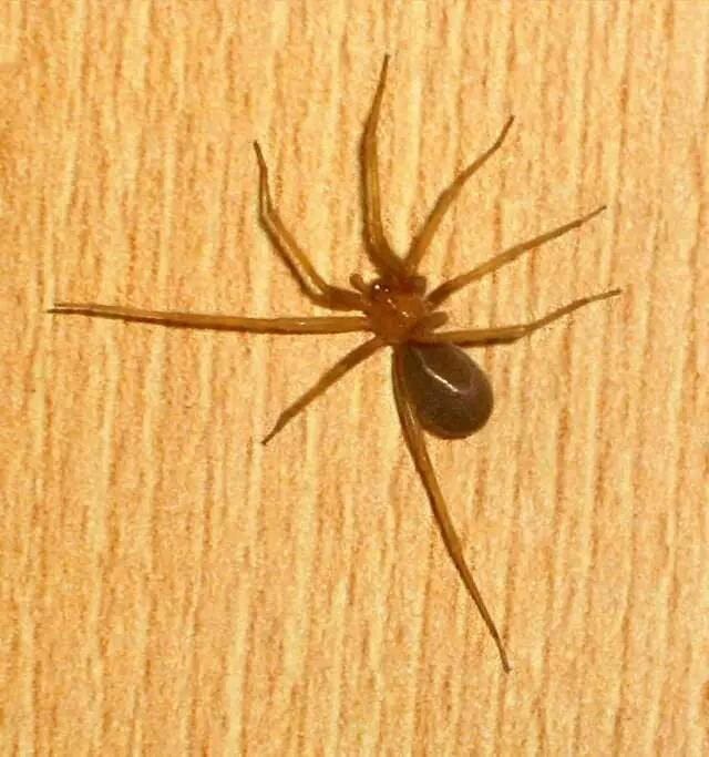 Alerta en la región norte de Coahuila por mordeduras de araña violinista