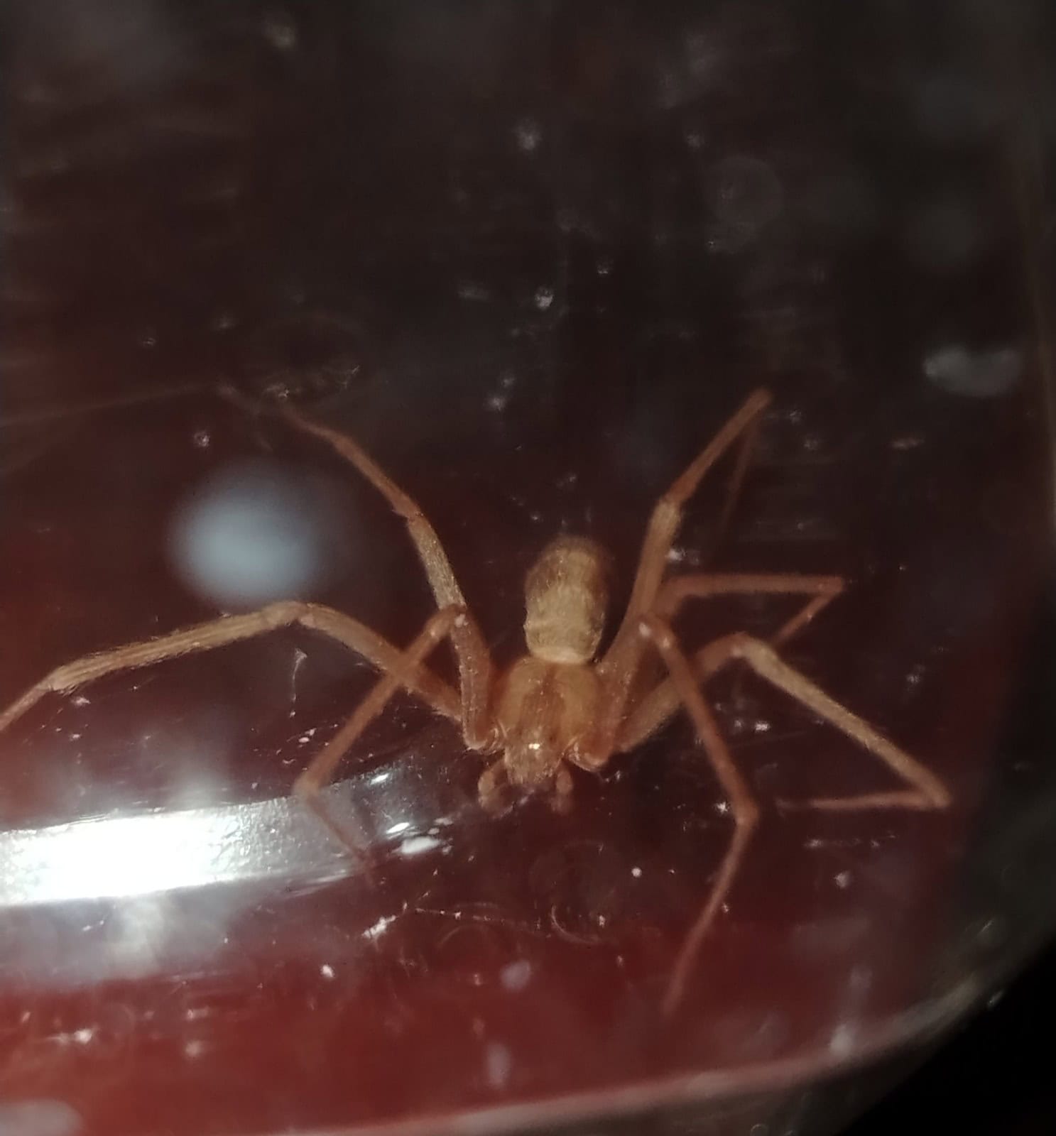 Alerta en la región norte de Coahuila por mordeduras de araña violinista