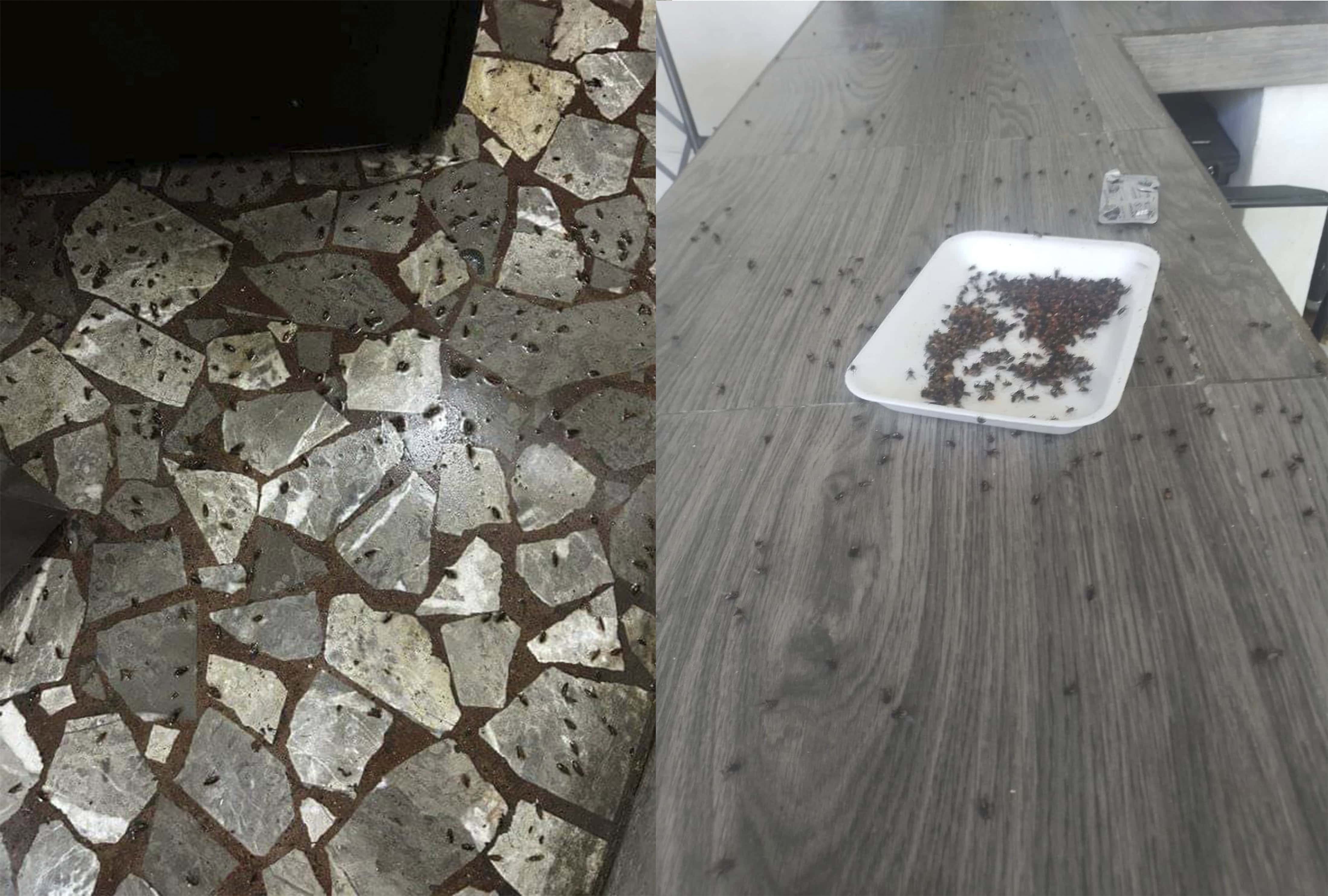Plaga de moscas gigantes invade Nava y la región de los Cinco Manantiales