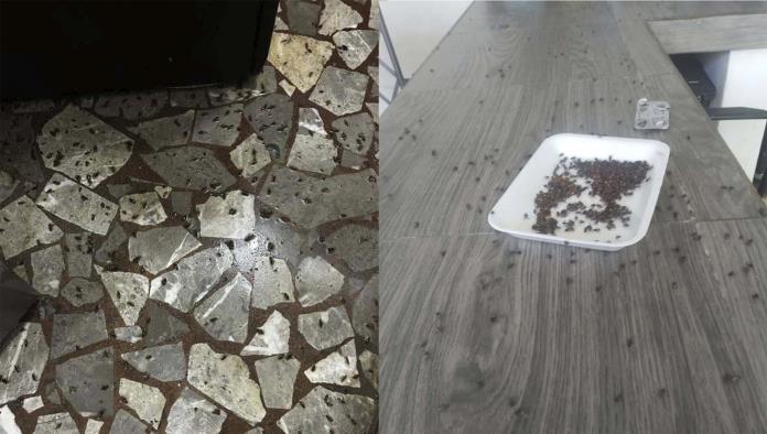 Plaga de moscas gigantes invade Nava y la región de los Cinco Manantiales