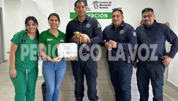 Bulma la cachorrita rescatada del puente ya tiene un hogar