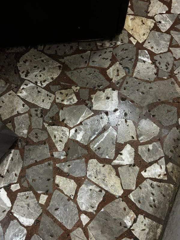 Plaga de moscas gigantes invade Nava y la región de los Cinco Manantiales