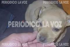 Bulma la cachorrita rescatada del puente ya tiene un hogar