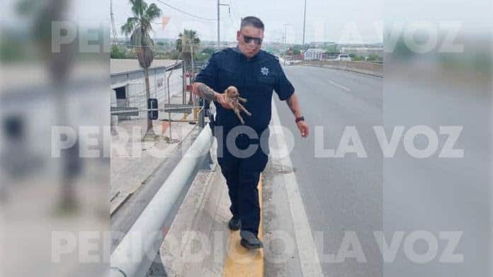 Bulma la cachorrita rescatada del puente ya tiene un hogar