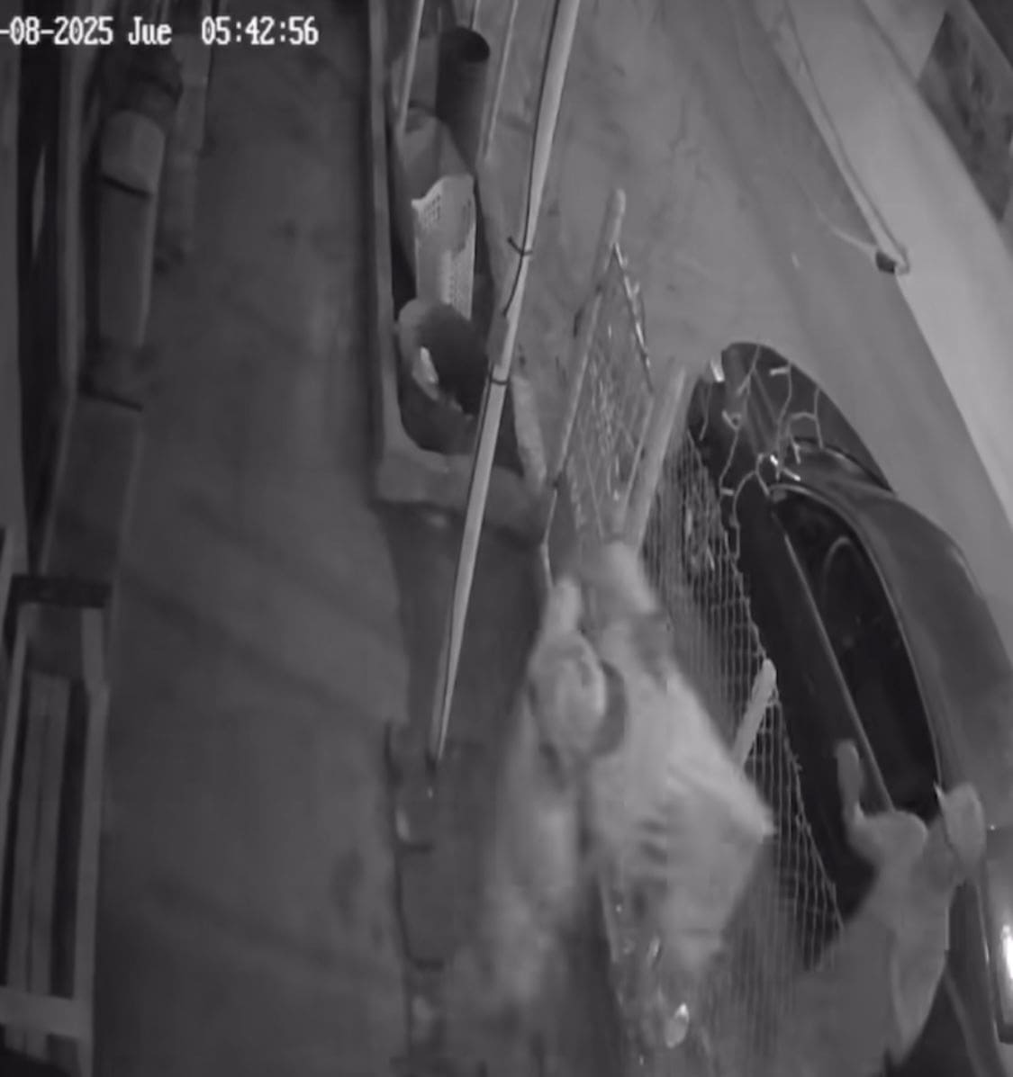 Robo en refugio de mascotas deja sin alimento a 37 lomitos