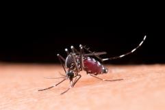 Surge primer caso de dengue hemorrágico