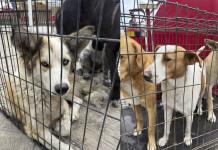 Falta de control sobre perros callejeros obliga a Ecología de Nava a intervenir