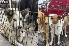 Falta de control sobre perros callejeros obliga a Ecología de Nava a intervenir