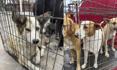 Falta de control sobre perros callejeros obliga a Ecología de Nava a intervenir