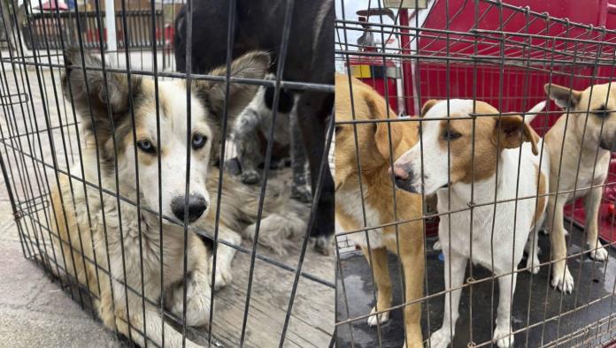 Falta de control sobre perros callejeros obliga a Ecología de Nava a intervenir