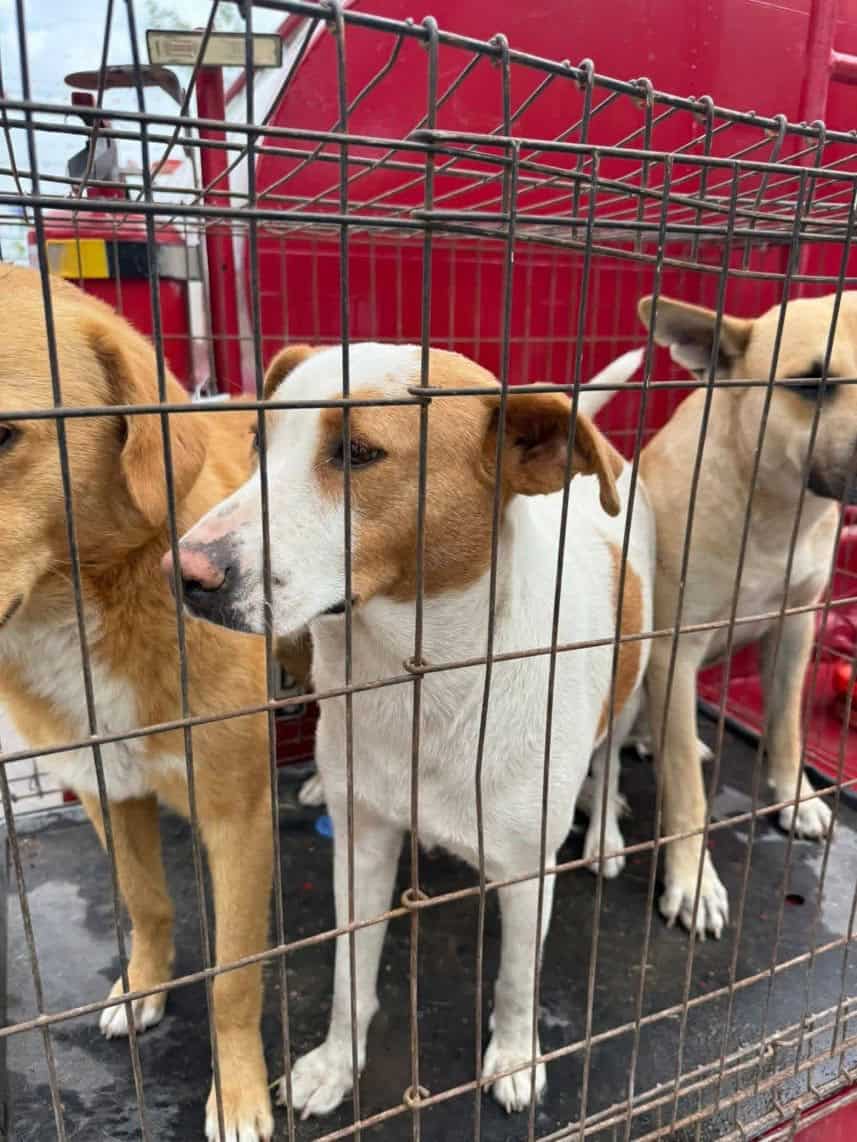 Falta de control sobre perros callejeros obliga a Ecología de Nava a intervenir