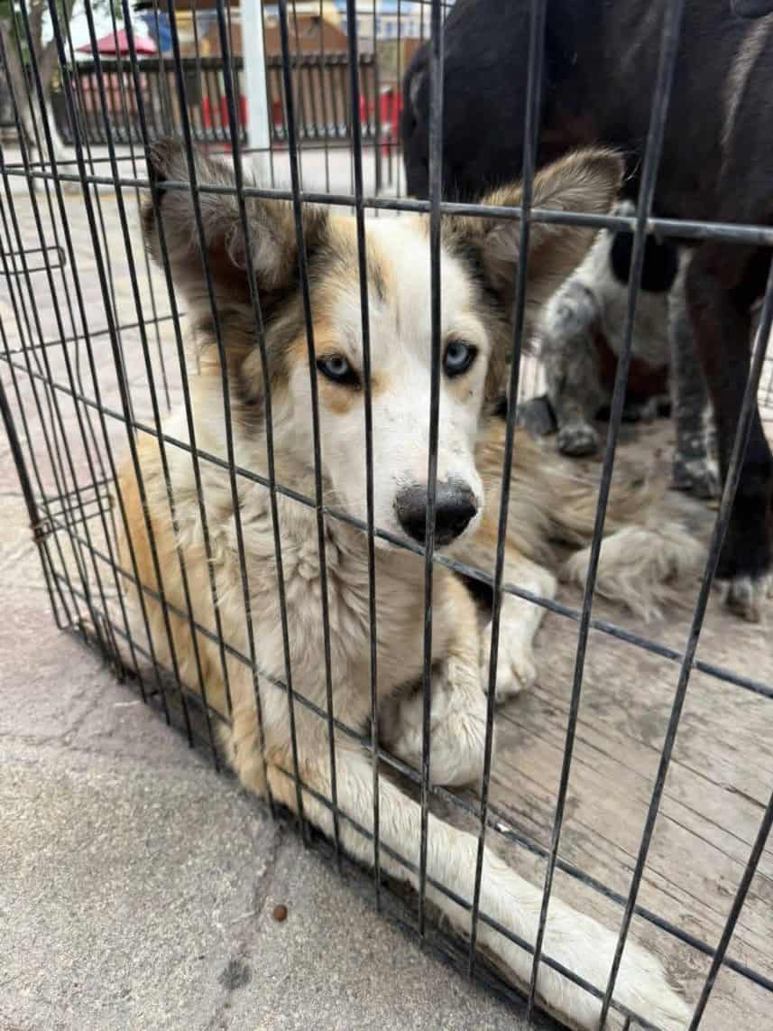 Falta de control sobre perros callejeros obliga a Ecología de Nava a intervenir