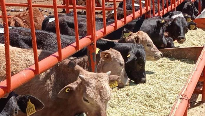 Preocupa a ganaderos el gusano barrenador