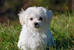 ¿Las mascotas también pueden ser víctimas del gusano barrenador?