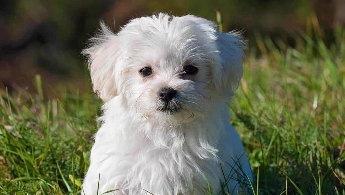 ¿Las mascotas también pueden ser víctimas del gusano barrenador?