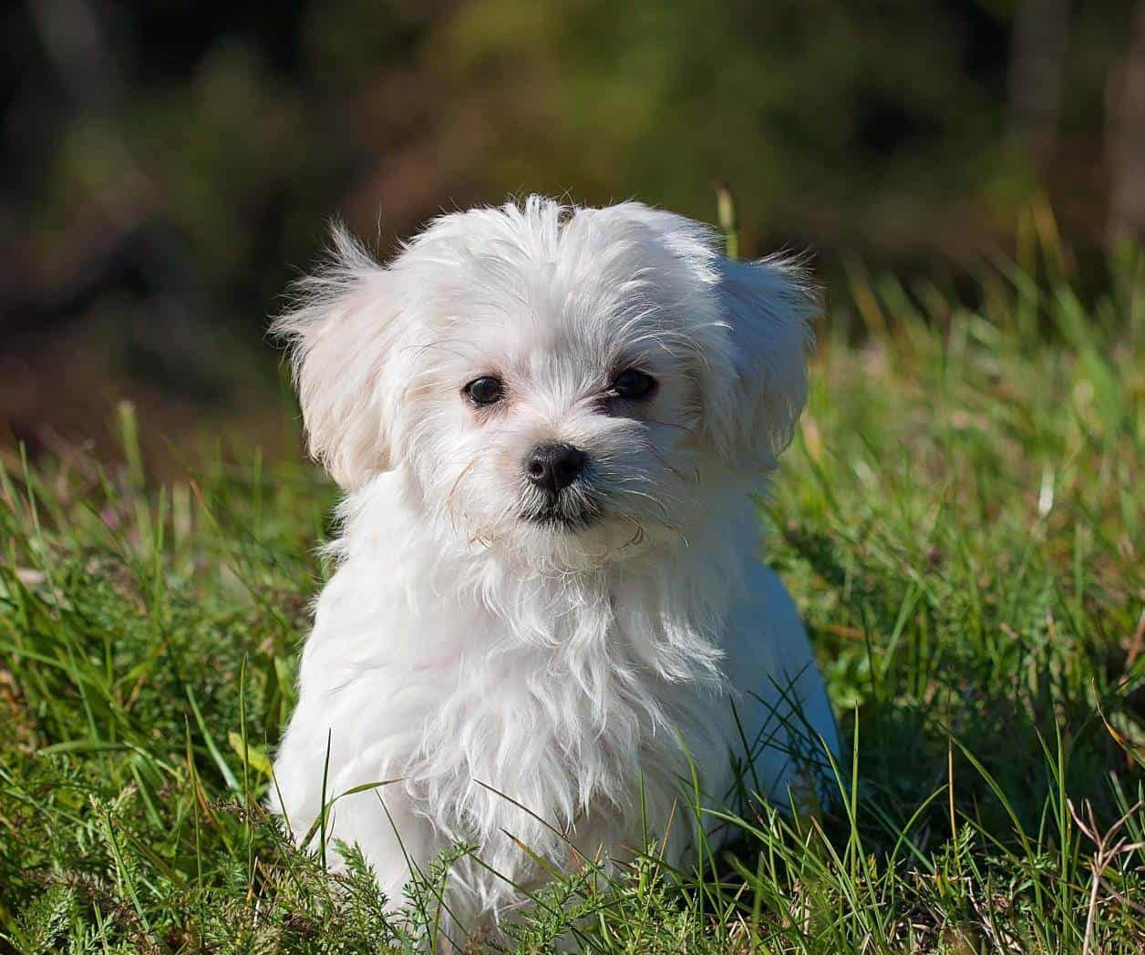 ¿Las mascotas también pueden ser víctimas del gusano barrenador?