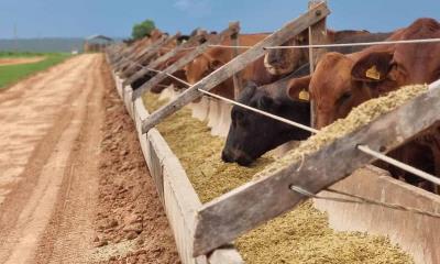 Cierran la frontera a exportación de ganado