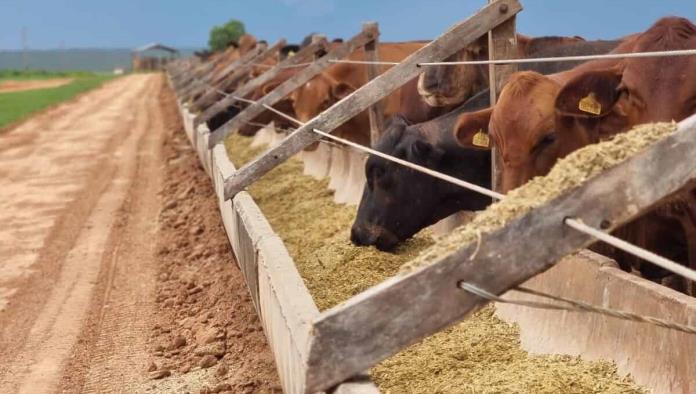 Cierran la frontera a exportación de ganado