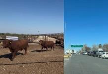 Cierran de nuevo la frontera para exportación ganadera en todo México