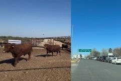 Cierran de nuevo la frontera para exportación ganadera en todo México