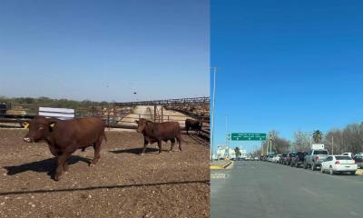 Cierran de nuevo la frontera para exportación ganadera en todo México