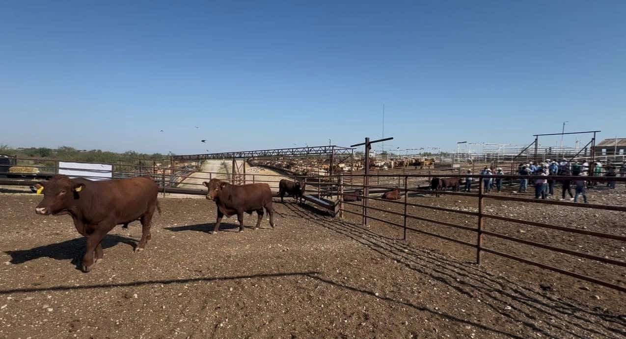 Cierran de nuevo la frontera para exportación ganadera en todo México