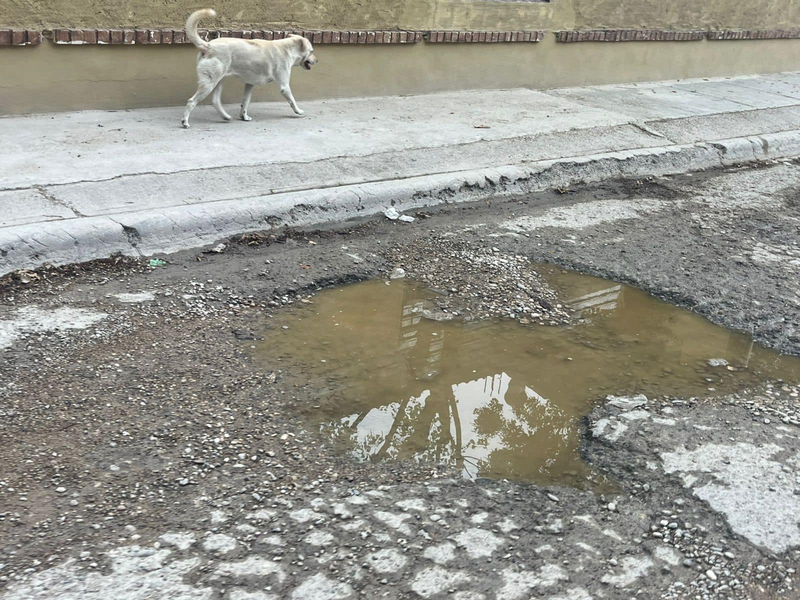 La voz en tu colonia: Vecinos de El Sol exigen soluciones, más de una década abandonado